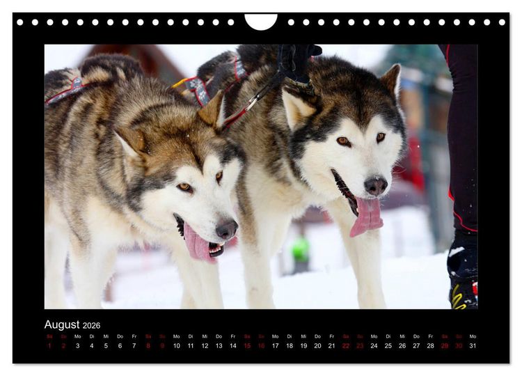 Produktbild: Huskys im Schnee (Wandkalender 2026 DIN A4 quer), CALVENDO Monatskalender