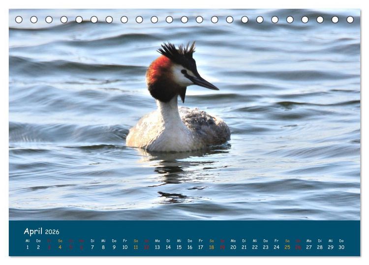 Produktbild: Naturschutzgebiet W&uuml;mme (Tischkalender 2026 DIN A5 quer), CALVENDO Monatskalender