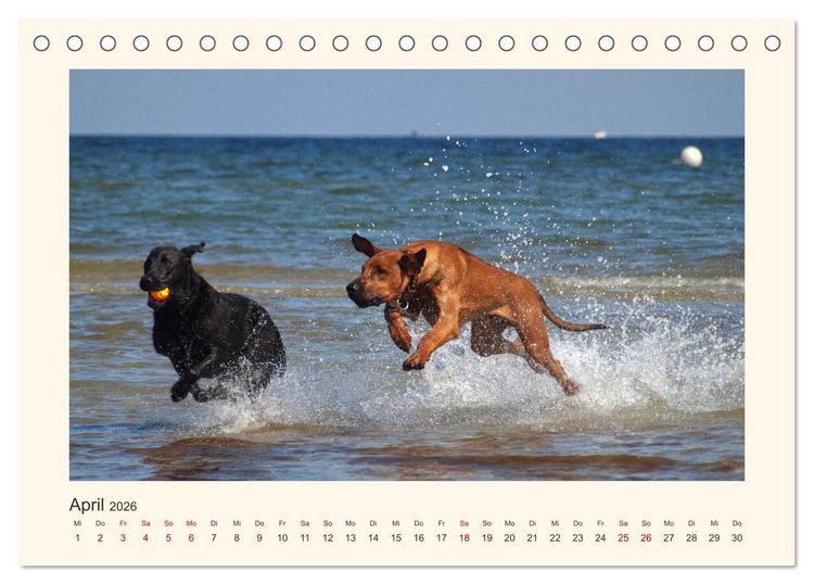 Produktbild: Rhodesian Ridgeback Power aus S&uuml;dafrika (Tischkalender 2026 DIN A5 quer), CALVENDO Monatskalender