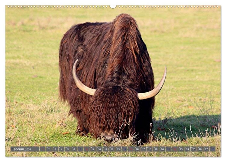 Produktbild: Der Yak (hochwertiger Premium Wandkalender 2026 DIN A2 quer), Kunstdruck in Hochglanz