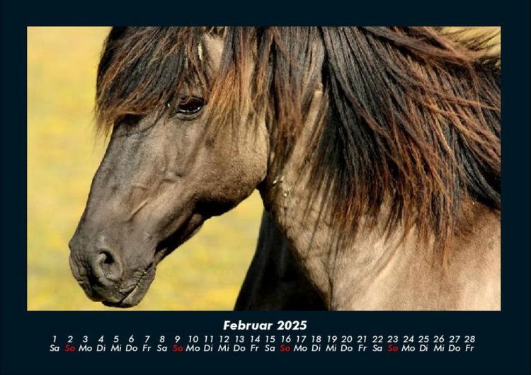 Produktbild: Pferde Kalender 2025 Fotokalender DIN A4