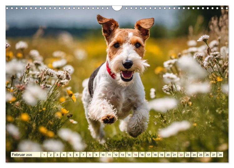 Produktbild: Drahthaar-Foxterrier (Wandkalender 2026 DIN A3 quer), CALVENDO Monatskalender