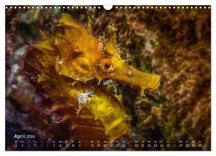 Produktbild: Hippocampus oder einfach nur Seepferdchen (Wandkalender 2026 DIN A3 quer), CALVENDO Monatskalender