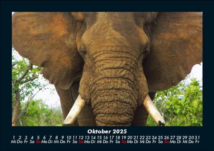 Produktbild: Der Elefantenkalender 2025 Fotokalender DIN A5