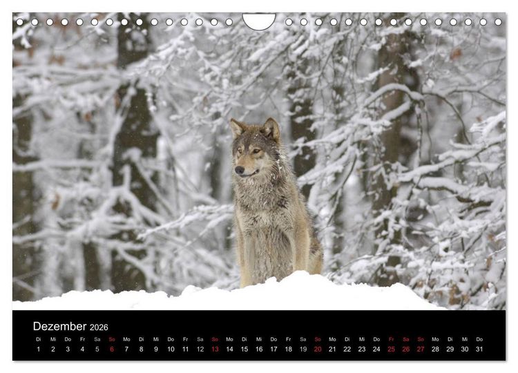 Produktbild: Kanadische W&ouml;lfe im Winter (Wandkalender 2026 DIN A4 quer), CALVENDO Monatskalender