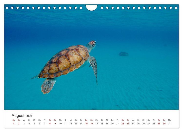 Produktbild: Schildkr&ouml;ten - Die gepanzerten Tiere. (Wandkalender 2026 DIN A4 quer), CALVENDO Monatskalender