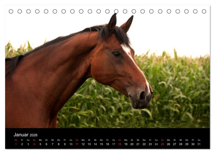 Produktbild: Pferde - m&auml;chtig, stolz & sch&ouml;n (Tischkalender 2026 DIN A5 quer), CALVENDO Monatskalender