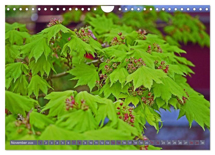 Produktbild: Japanischer Garten Leverkusen (Wandkalender 2026 DIN A4 quer), CALVENDO Monatskalender