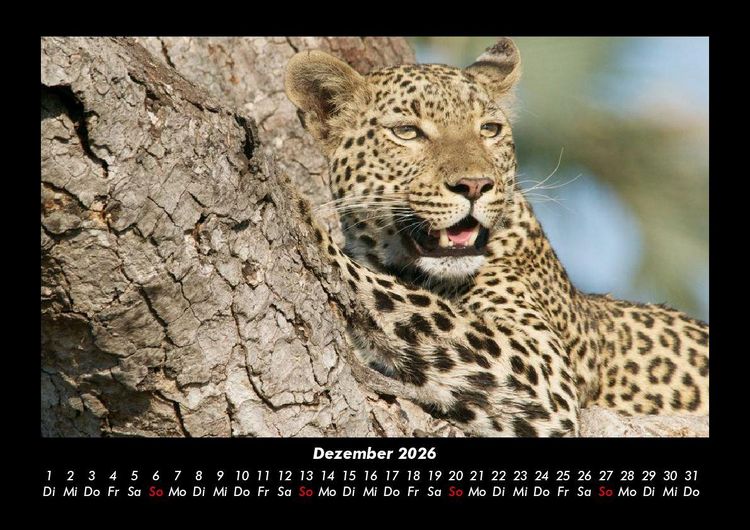 Produktbild: Tiere in der Wildnis 2026 Fotokalender DIN A3