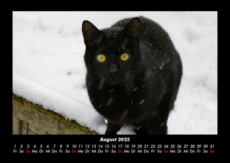 Produktbild: F&uuml;r Katzenfreunde 2025 Fotokalender DIN A3