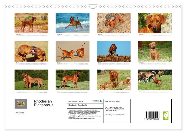 Produktbild: Rhodesian Ridgebacks (Wall Calendar 2026 DIN A3 landscape), CALVENDO 12 Month Wall Calendar