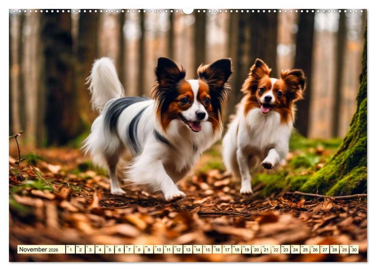 Produktbild: Papillon - bringt jedes Herz zum Schmelzen (hochwertiger Premium Wandkalender 2026 DIN A2 quer), Kunstdruck in Hochglanz