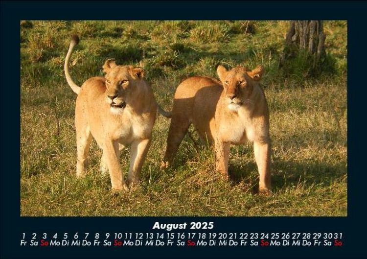 Produktbild: L&ouml;wen in der Wildnis 2025 Fotokalender DIN A5