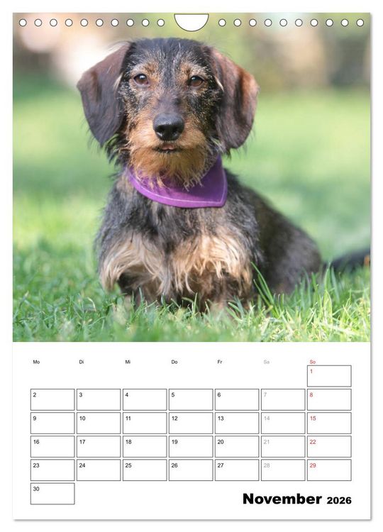 Produktbild: Geliebte Rabauken - Rauhaardackel (Wandkalender 2026 DIN A4 hoch), CALVENDO Monatskalender