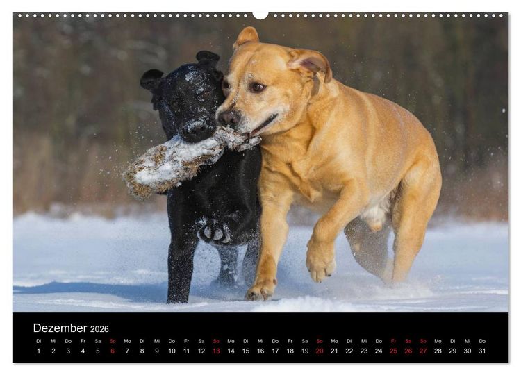 Produktbild: Labrador Retriever 2026 (Wandkalender 2026 DIN A2 quer), CALVENDO Monatskalender