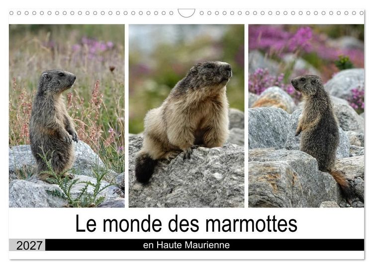 Produktbild: Le monde des marmottes en Haute Maurienne (Calendrier mural 2027 DIN A3 vertical), CALVENDO calendrier mensuel