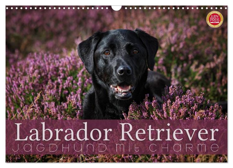 Produktbild: Labrador Retriever - Jagdhund mit Charme (Wandkalender 2026 DIN A3 quer), CALVENDO Monatskalender