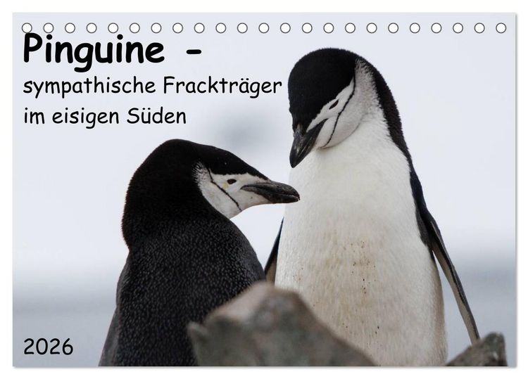 Produktbild: Pinguine - sympathische Fracktr&auml;ger im eisigen S&uuml;den (Tischkalender 2026 DIN A5 quer), CALVENDO Monatskalender
