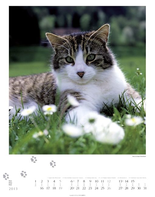 Produktbild: GartenTiger 2013
