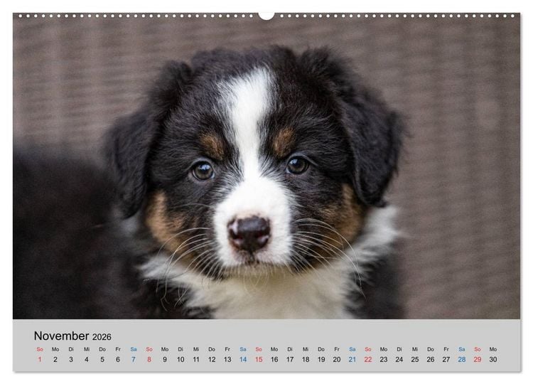 Produktbild: Australian Shepherd Welpen 2026 (hochwertiger Premium Wandkalender 2026 DIN A2 quer), Kunstdruck in Hochglanz