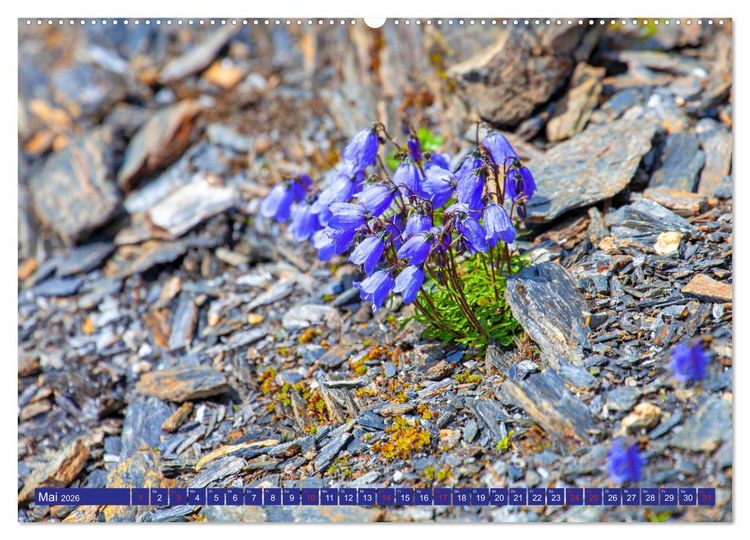 Produktbild: Meine sch&ouml;nsten Alpenblumen (hochwertiger Premium Wandkalender 2026 DIN A2 quer), Kunstdruck in Hochglanz