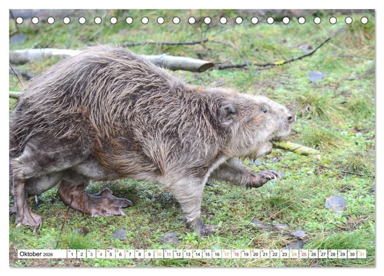 Produktbild: Der Biber, ein guter Bauhandwerker (Tischkalender 2026 DIN A5 quer), CALVENDO Monatskalender