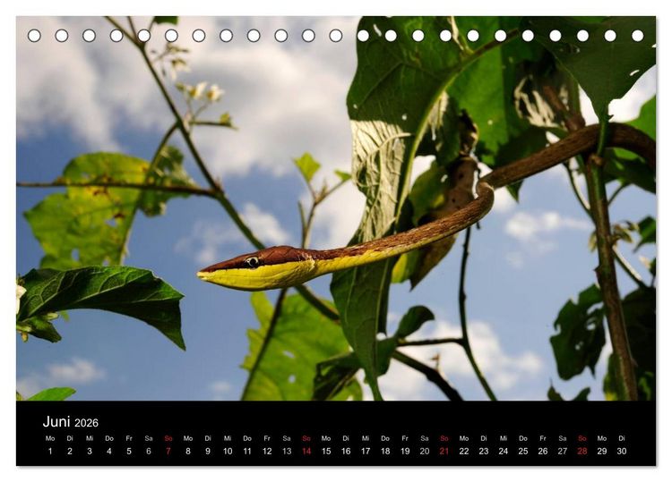 Produktbild: REPTILIEN (Tischkalender 2026 DIN A5 quer), CALVENDO Monatskalender