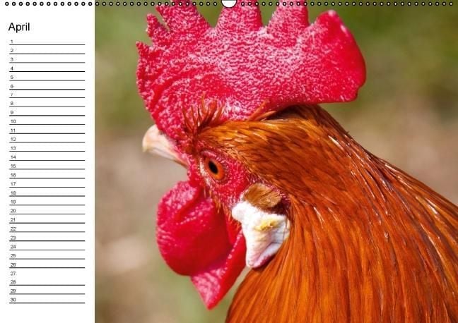 Produktbild: H&uuml;hner / Geburtstagskalender (Wandkalender immerw&auml;hrend DIN A2 quer)