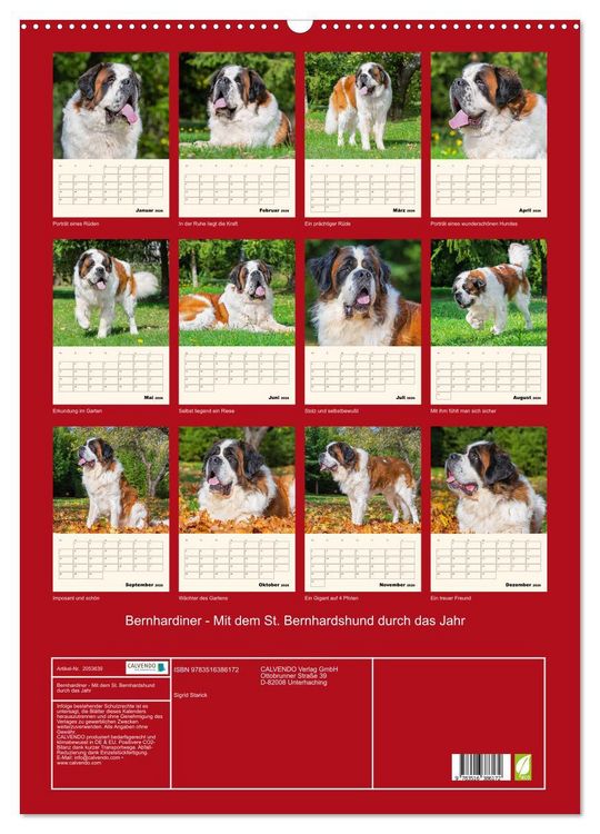 Produktbild: Bernhardiner - Mit dem St. Bernhardshund durch das Jahr (Wandkalender 2026 DIN A2 hoch), CALVENDO Monatskalender