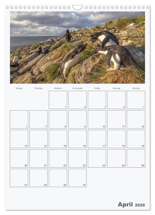 Produktbild: Alltag bei den Pinguinen auf Falkland (Wandkalender 2026 DIN A3 hoch), CALVENDO Monatskalender