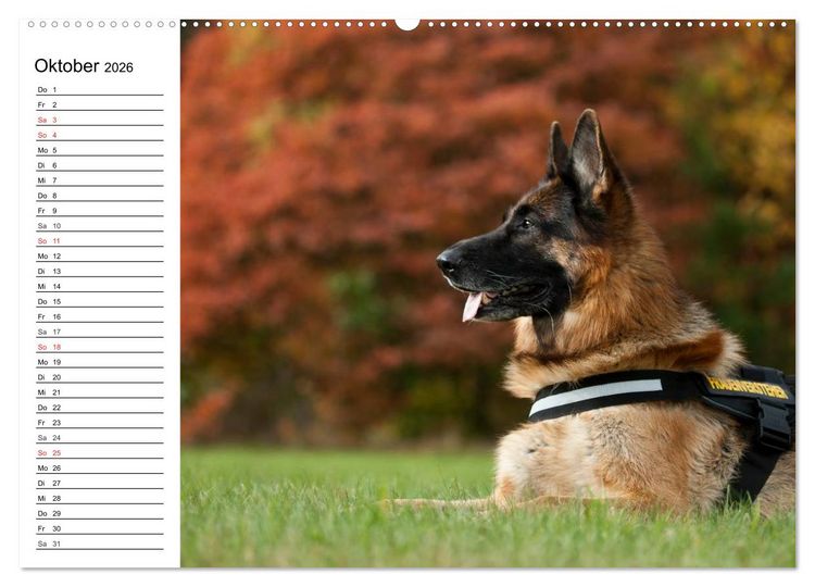 Produktbild: Deutsche Sch&auml;ferhunde - Liebenswerte Graunasen (Wandkalender 2026 DIN A2 quer), CALVENDO Monatskalender
