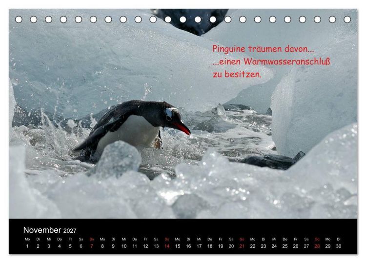 Produktbild: Wovon Pinguine tr&auml;umen (Tischkalender 2027 DIN A5 quer), CALVENDO Monatskalender
