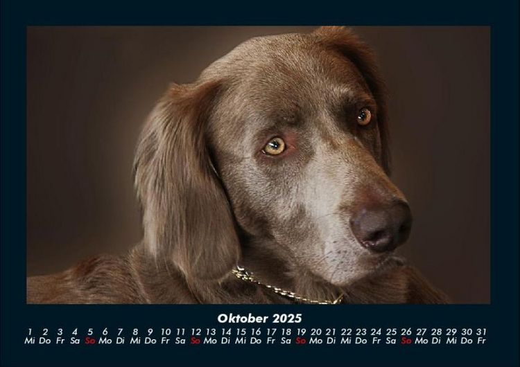Produktbild: Hundezauber 2025 Fotokalender DIN A4