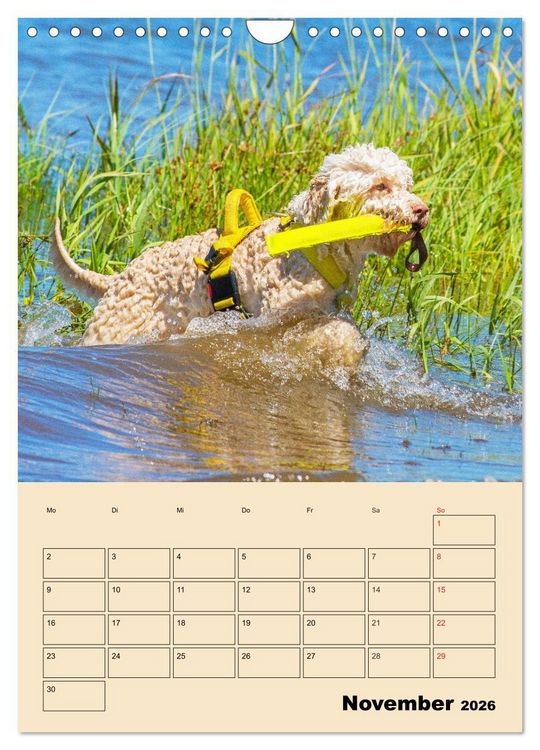 Produktbild: Jahresplaner Lagotto Romagnolo (Wandkalender 2026 DIN A4 hoch), CALVENDO Monatskalender