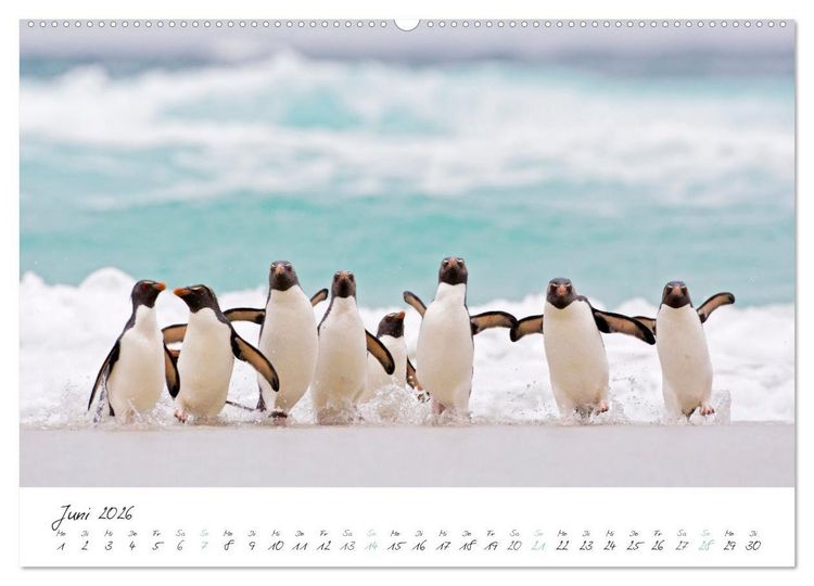 Produktbild: Tierisches von den Falklandinseln (Wandkalender 2026 DIN A2 quer), CALVENDO Monatskalender