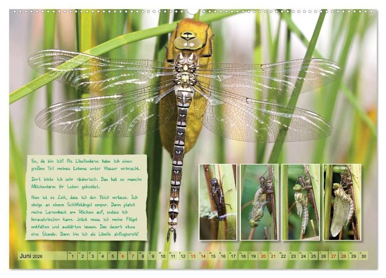 Produktbild: GEOclick Lernkalender: Insekten (Wandkalender 2026 DIN A2 quer), CALVENDO Monatskalender