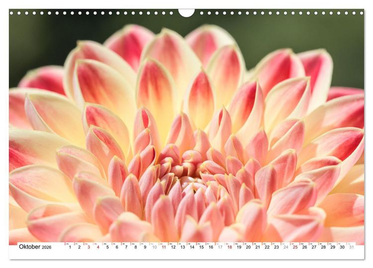 Produktbild: Dahlien-Kronen (Wandkalender 2026 DIN A3 quer), CALVENDO Monatskalender
