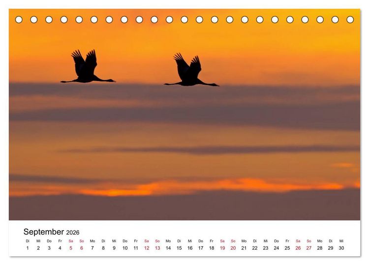Produktbild: Zug der Kraniche (Tischkalender 2026 DIN A5 quer), CALVENDO Monatskalender
