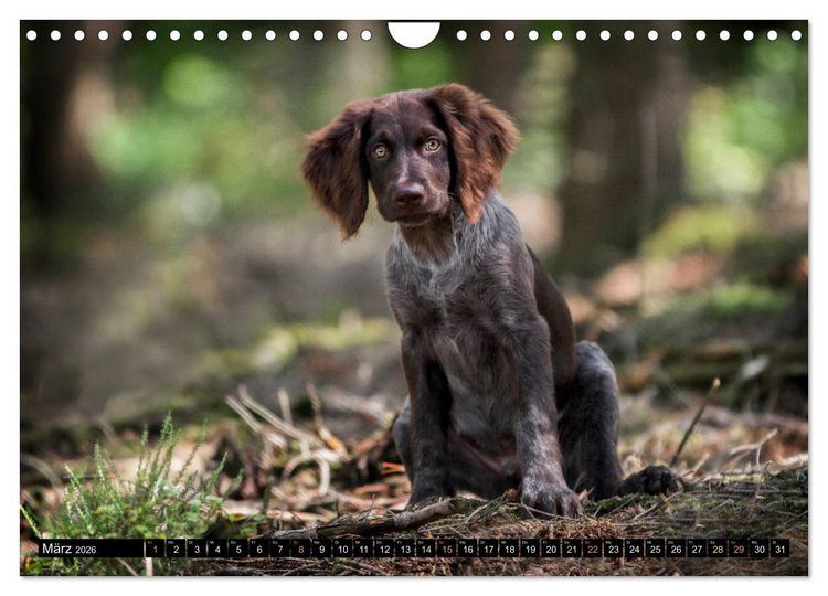 Produktbild: Faszination Jagdhund - Deutsch Langhaar (Wandkalender 2026 DIN A4 quer), CALVENDO Monatskalender