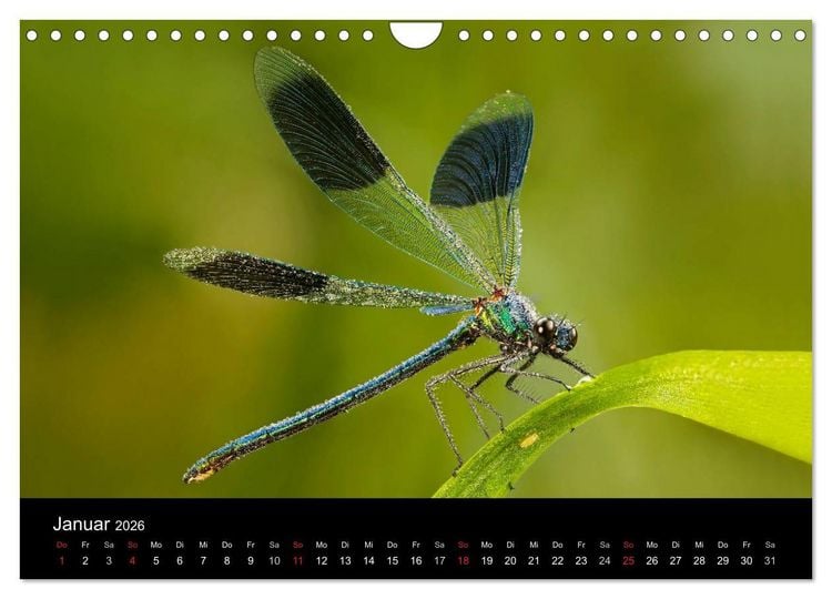 Produktbild: Libellen im Ried (Wandkalender 2026 DIN A4 quer), CALVENDO Monatskalender