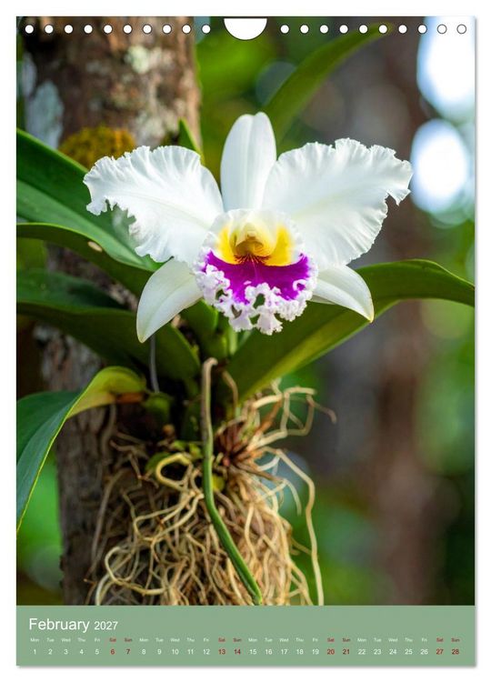 Produktbild: Cattleya - Breeder's Pride (Wall Calendar 2027 DIN A4 portrait), CALVENDO 12 Month Wall Calendar