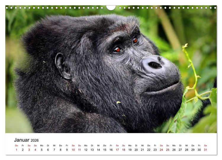 Produktbild: UGANDA - Berggorillas & Chimps (Wandkalender 2026 DIN A3 quer), CALVENDO Monatskalender