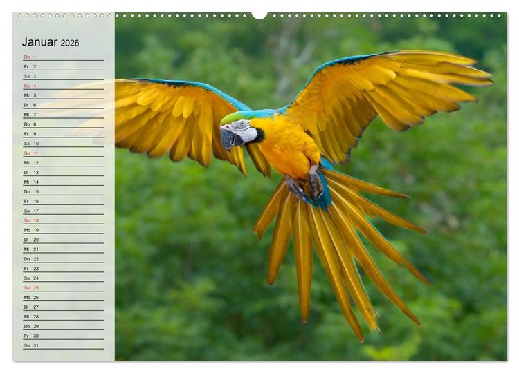 Produktbild: Papageien. Bunt, laut und klug (Wandkalender 2026 DIN A2 quer), CALVENDO Monatskalender