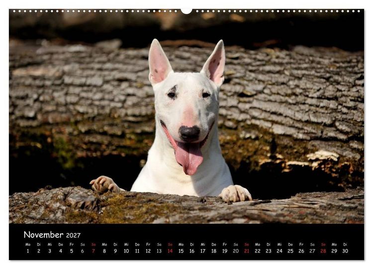 Produktbild: Bullterrier? Was sonst! (Wandkalender 2027 DIN A2 quer), CALVENDO Monatskalender