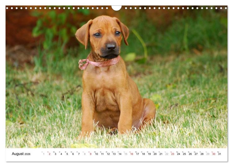 Produktbild: Rhodesian Ridgebacks (Wandkalender 2026 DIN A3 quer), CALVENDO Monatskalender