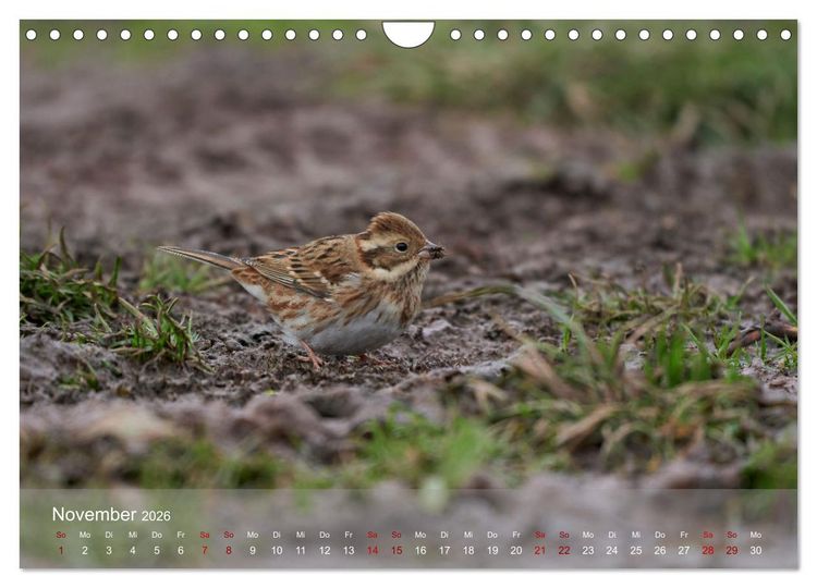 Produktbild: Wilde Vogelwelt Helgoland (Wandkalender 2026 DIN A4 quer), CALVENDO Monatskalender