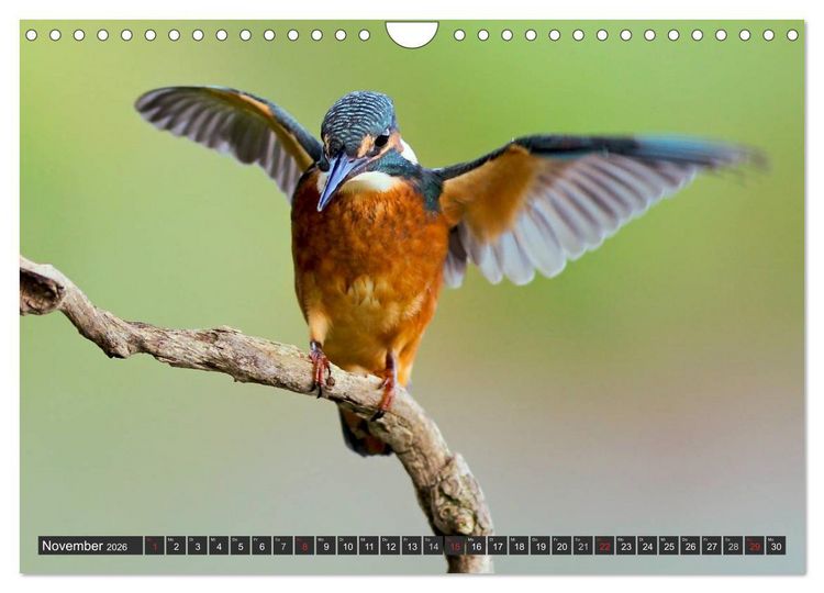 Produktbild: Der Eisvogel (Wandkalender 2026 DIN A4 quer), CALVENDO Monatskalender