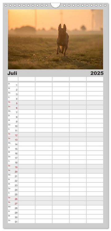 Familienplaner 2025 - Belgische Schäferhunde - Der Malinois im Licht mit 5 Spalten (Wandkalender, 21 x 45 cm) CALVENDO