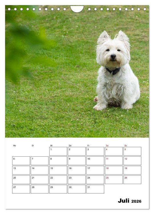 Produktbild: West Highland White Terrier - Herzensbrecher auf vier Pfoten (Wandkalender 2026 DIN A4 hoch), CALVENDO Monatskalender