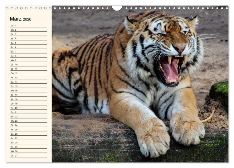 Produktbild: Tiger. Gestreift, wild und sch&ouml;n (Wandkalender 2026 DIN A3 quer), CALVENDO Monatskalender